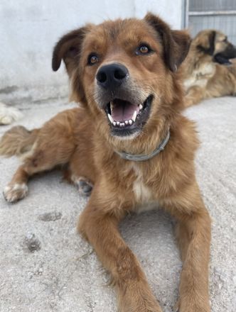 April, geb. ca. 06/2021, lebt in GRIECHENLAND, im städt. Tierheim Serres