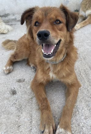 April, geb. ca. 06/2021, lebt in GRIECHENLAND, im städt. Tierheim Serres