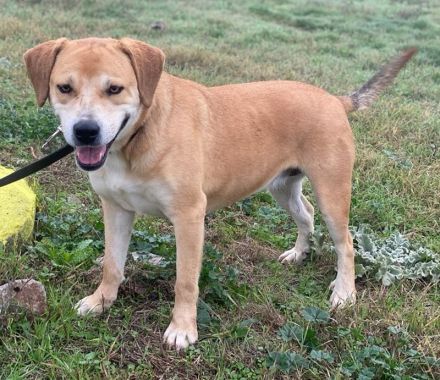 Cece, geb. ca. 12/2019, lebt in GRIECHENLAND, im städt. Tierheim Serres