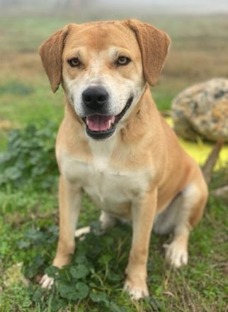 Cece, geb. ca. 12/2019, lebt in GRIECHENLAND, im städt. Tierheim Serres