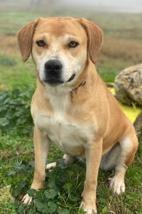 Cece, geb. ca. 12/2019, lebt in GRIECHENLAND, im städt. Tierheim Serres