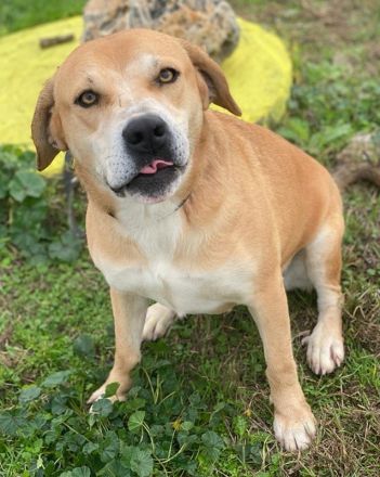 Cece, geb. ca. 12/2019, lebt in GRIECHENLAND, im städt. Tierheim Serres