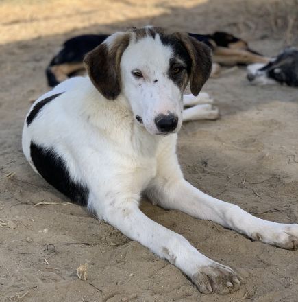 Colette, geb. ca. 02/2022, lebt in GRIECHENLAND, im städt. Tierheim Serres