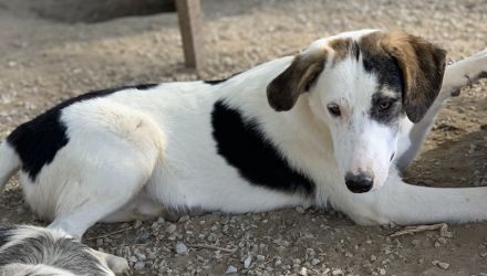 Colette, geb. ca. 02/2022, lebt in GRIECHENLAND, im städt. Tierheim Serres