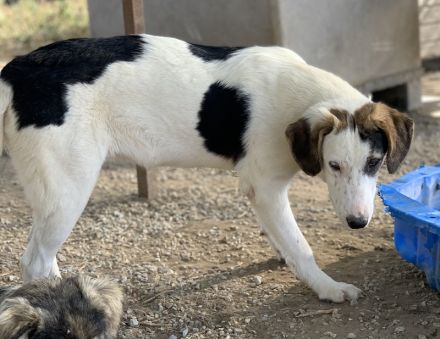 Colette, geb. ca. 02/2022, lebt in GRIECHENLAND, im städt. Tierheim Serres