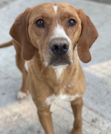 Elma, geb. ca. 03/2021, lebt in GRIECHENLAND, im städt. Tierheim Serres