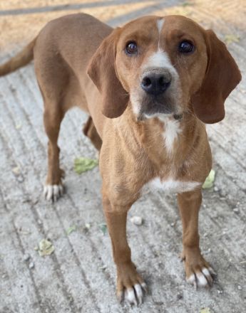 Elma, geb. ca. 03/2021, lebt in GRIECHENLAND, im städt. Tierheim Serres