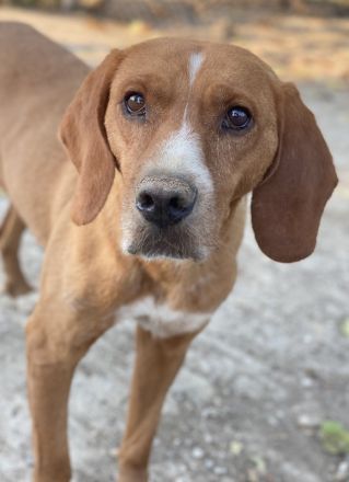 Elma, geb. ca. 03/2021, lebt in GRIECHENLAND, im städt. Tierheim Serres