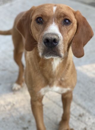 Elma, geb. ca. 03/2021, lebt in GRIECHENLAND, im städt. Tierheim Serres