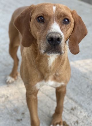 Elma, geb. ca. 03/2021, lebt in GRIECHENLAND, im städt. Tierheim Serres
