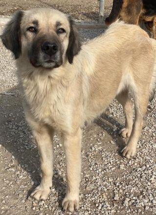 Frea, geb. ca. 02/2021, lebt in GRIECHENLAND, im städt. Tierheim Serres