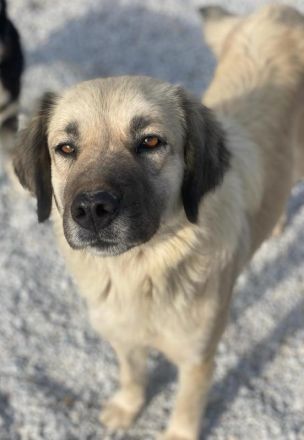 Frea, geb. ca. 02/2021, lebt in GRIECHENLAND, im städt. Tierheim Serres