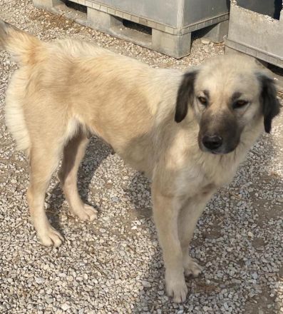 Frea, geb. ca. 02/2021, lebt in GRIECHENLAND, im städt. Tierheim Serres