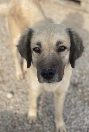 Frea, geb. ca. 02/2021, lebt in GRIECHENLAND, im städt. Tierheim Serres