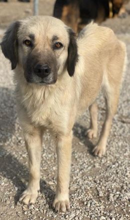 Frea, geb. ca. 02/2021, lebt in GRIECHENLAND, im städt. Tierheim Serres