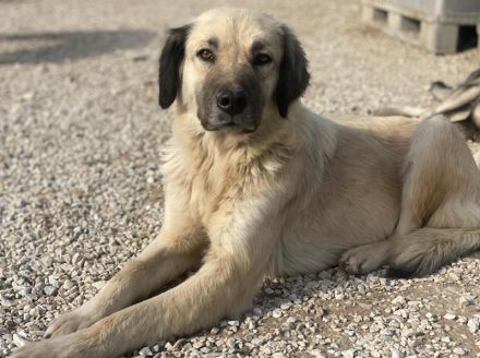 Frea, geb. ca. 02/2021, lebt in GRIECHENLAND, im städt. Tierheim Serres