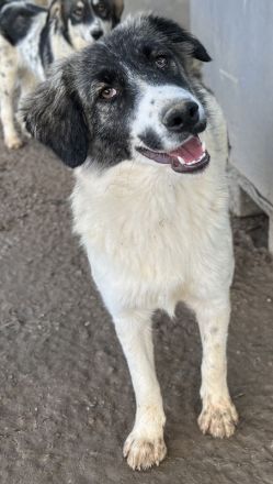 Hoya, geb. ca. 04/2022, lebt in GRIECHENLAND, im städt. Tierheim Serres