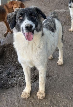 Hoya, geb. ca. 04/2022, lebt in GRIECHENLAND, im städt. Tierheim Serres