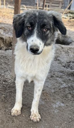 Hoya, geb. ca. 04/2022, lebt in GRIECHENLAND, im städt. Tierheim Serres