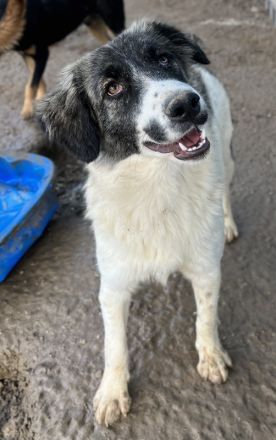 Hoya, geb. ca. 04/2022, lebt in GRIECHENLAND, im städt. Tierheim Serres