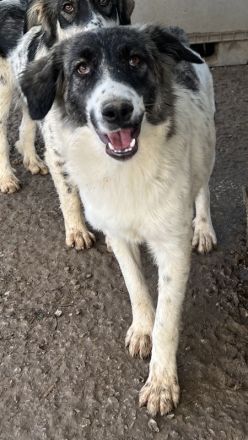 Hoya, geb. ca. 04/2022, lebt in GRIECHENLAND, im städt. Tierheim Serres