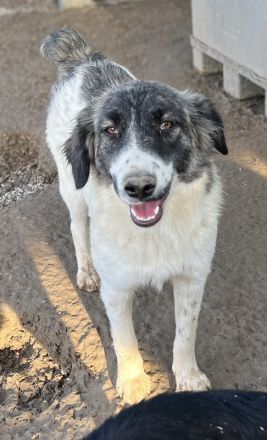 Hoya, geb. ca. 04/2022, lebt in GRIECHENLAND, im städt. Tierheim Serres