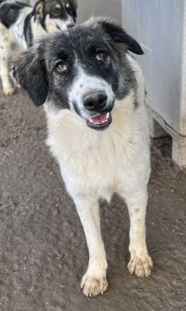 Hoya, geb. ca. 04/2022, lebt in GRIECHENLAND, im städt. Tierheim Serres