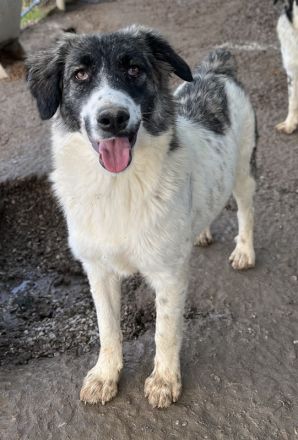 Hoya, geb. ca. 04/2022, lebt in GRIECHENLAND, im städt. Tierheim Serres