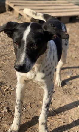 Janita, geb. ca. 06/2022, lebt in GRIECHENLAND, im städt. Tierheim Serres