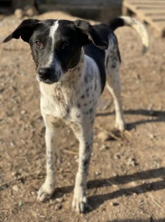 Janita, geb. ca. 06/2022, lebt in GRIECHENLAND, im städt. Tierheim Serres