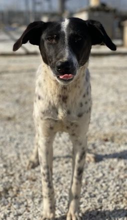 Janita, geb. ca. 06/2022, lebt in GRIECHENLAND, im städt. Tierheim Serres