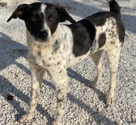 Janita, geb. ca. 06/2022, lebt in GRIECHENLAND, im städt. Tierheim Serres