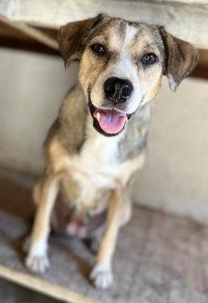 Lesta, geb. ca. 09/2019, lebt in GRIECHENLAND, auf einer privaten Pflegestelle