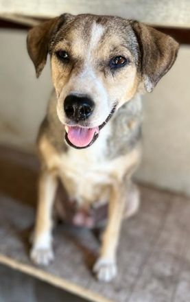 Lesta, geb. ca. 09/2019, lebt in GRIECHENLAND, auf einer privaten Pflegestelle