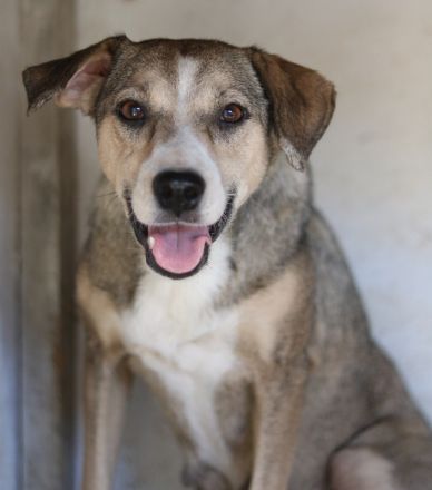 Lesta, geb. ca. 09/2019, lebt in GRIECHENLAND, auf einer privaten Pflegestelle