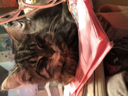 Maine Coon Kitten auszugbereit