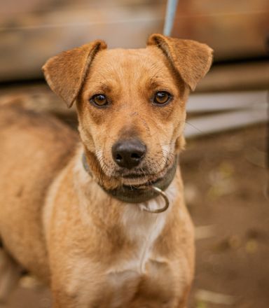 Mini, liebe kleine Maus sucht eine liebe Familie