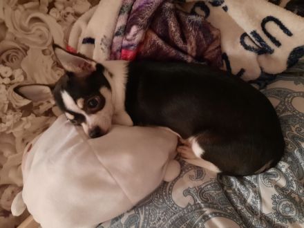 Chihauhua rüde welpe