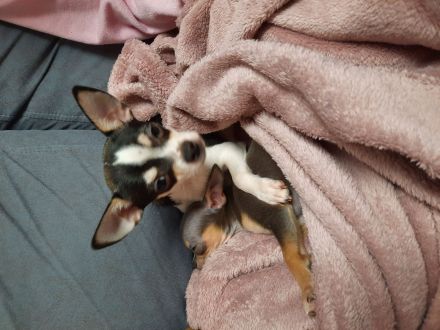 Chihauhua rüde welpe