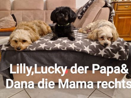 Ein Havaneser / Shitzu welpe noch vorhanden,1 Rüde