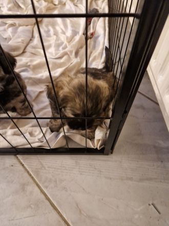 Ein Havaneser / Shitzu welpe noch vorhanden,1 Rüde