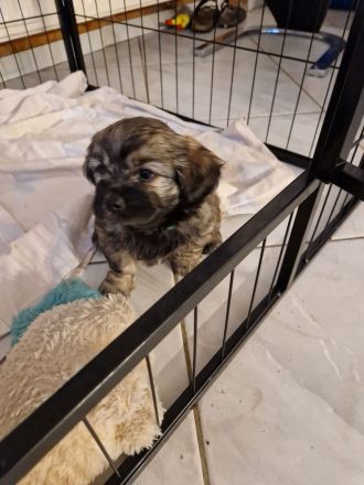 Ein Havaneser / Shitzu welpe noch vorhanden,1 Rüde