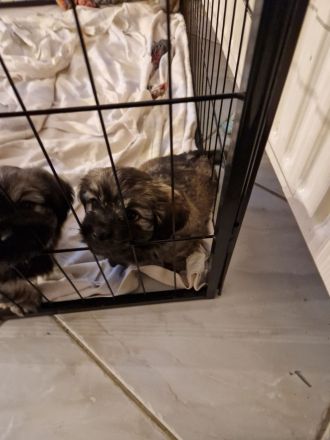 Ein Havaneser / Shitzu welpe noch vorhanden,1 Rüde