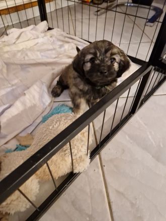 Ein Havaneser / Shitzu welpe noch vorhanden,1 Rüde