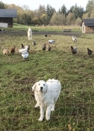 Pyrenäen Berghunde – Herdenschutzhunde