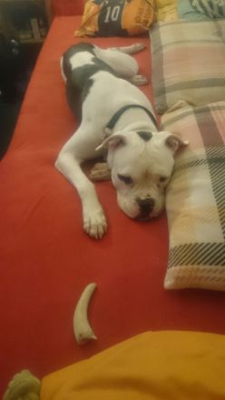 Sehr dringend und nur Frauchen!!!