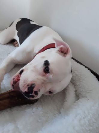 Sehr dringend und nur Frauchen!!!