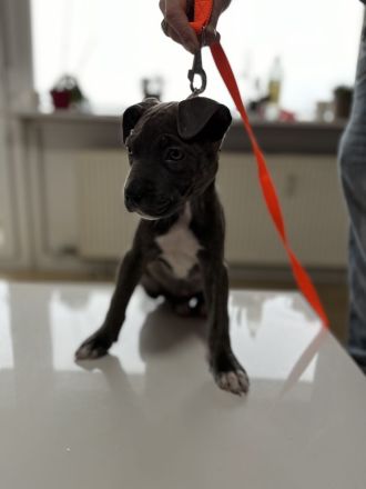 Cane Corso Amerikan Bully XL Mix Welpen