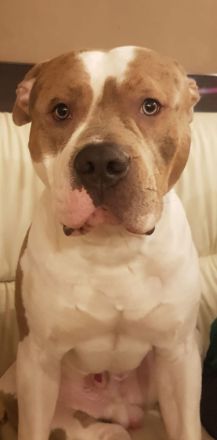 Cane Corso Amerikan Bully XL Mix Welpen