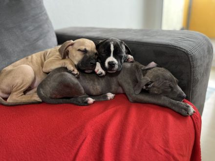 Cane Corso Amerikan Bully XL Mix Welpen